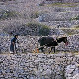 Газар дундын тэнгисийн бүс нутгийн хөдөө аж ахуй