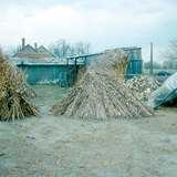Бухал болгон босгосон эрдэнэ шишийн иш
