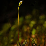 Нас бие гүйцсэн хөвд ургамлын сета ба спорангиум