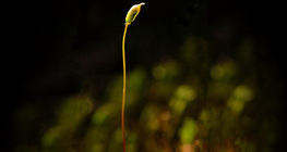 Нас бие гүйцсэн хөвд ургамлын сета ба спорангиум