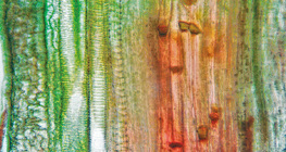 Ургамлын судасны эд (хулууны иш)