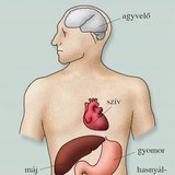 Az alkoholtól leginkább károsodó szervek