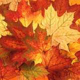 Намрын навчис