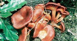 Жак-о дэнлүүний мөөг