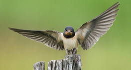 Асрын хараацай