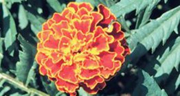 Хилэн цэцэг