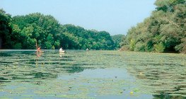 One of the backwaters of the Tisza River