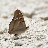 Апатура илиа