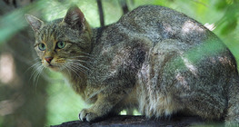 Зэрлэг муур