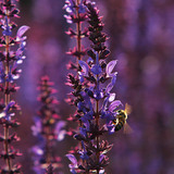 Нугын мугваа дээрх зөгий