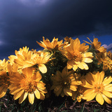 Трансильванийн адонис