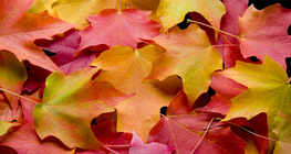 Намрын навчис