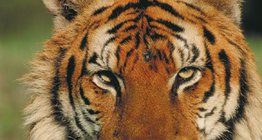 Бенгалийн бар