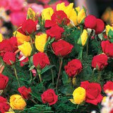 Өнгөт цэцгүүд