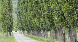 Ломбарди улиас мод