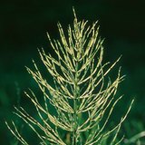 Хээрийн шивлээ