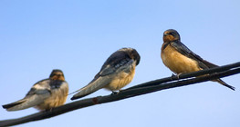 Утсан дээр суусан асрын хараацай