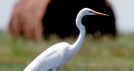 Great egret on the meadow