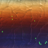 Гэрэлтдэг E.coli бактери үсэн дээр