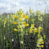 Yellow rattle