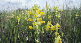 Yellow rattle