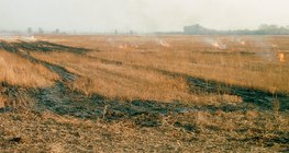 Талбайн сүрэл шатаах