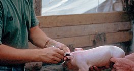 Малын эмч ажил дээрээ