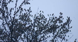 Шувуудын сүрэг