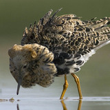 Ноцоо ноололдой