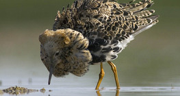 Ноцоо ноололдой