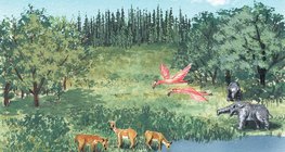 Миоцен дэх амьдрал