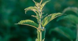 Хоёр гэрт халгай