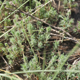 Лессингийн гаваржин