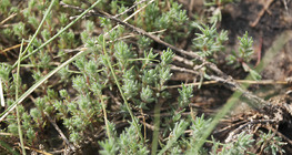 Лессингийн гаваржин