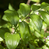 Анхилуун мухарцагаан