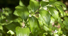 Анхилуун мухарцагаан