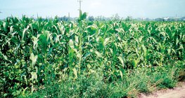 Эрдэнэ шишийн тариалан