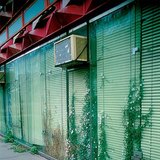 Бетон, чулууны завсраар ургах өвс ургамлууд