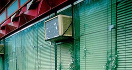 Бетон, чулууны завсраар ургах өвс ургамлууд