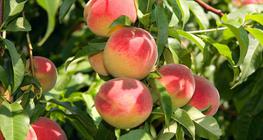 Модон дээрх гүйлс жимснүүд