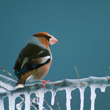 Hawfinch on icy branch