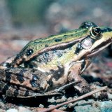 Ногоон мэлхий