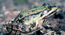 Ногоон мэлхий