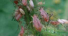 Ургамлын ширх