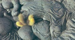 Царцаж хатуурсан лаав