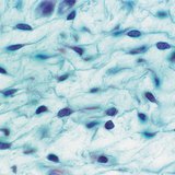 Хөвсгөр холбогч эд