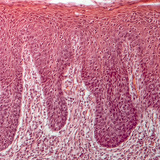 Хүний хэлний хөндлөн огтлол