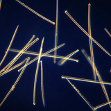 Хөвөнгийн гуурс (Suberites domuncula)