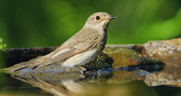 Бөртөт намнаахай