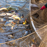 Загас агнуур